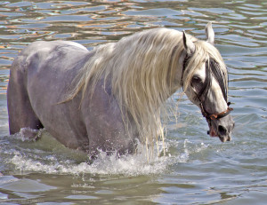 Horses by the Sea: The Other Spectacular Sea Horse [28 PICS]