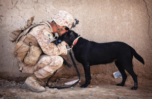 Rover Oak Pet Resort’s Operation: War Dogs