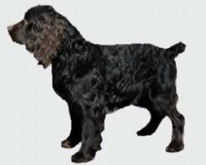 Follow the Piper: OFFICIAL STATE DOGS AND CATS