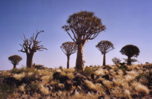 vegetation of africa