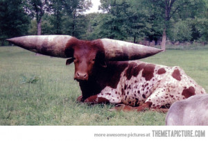 Funny photos funny cow bull big horns