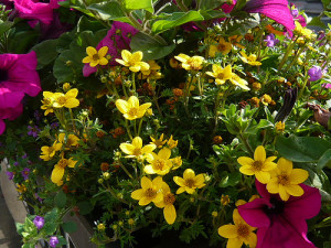 Garden Quotes & Sayings (Gardeners, Farming, Gardening - HD Wallpapers