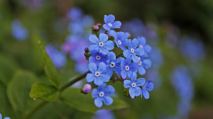 Forget-me-not background