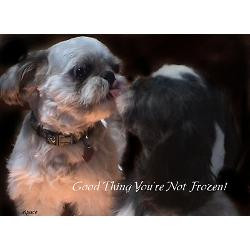 shih_tzu_funny_greeting_card.jpg?height=250&width=250&padToSquare=true