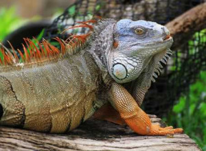 Exotic Reptile Pets Lizards - l n d exotics