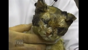 ... Cat, Scarlett, saved 5 kittens from fire. RIP (story)(animal lovers