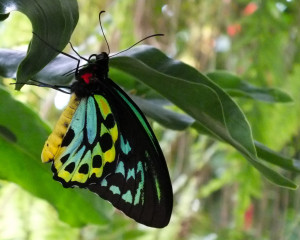 Caterpillars to butterflies, coal to diamonds, exploring the nature of ...