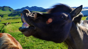 Horse Antics, Jokes, Quotes and Funny Names