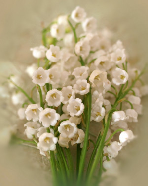 Lily of the Valley...these were my grandma's favorite flower and their ...