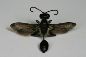Black And White Wasp Dorsal With Antennae