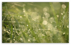 Grass Morning Dew Bokeh HD wallpaper for Standard 4:3 5:4 Fullscreen ...
