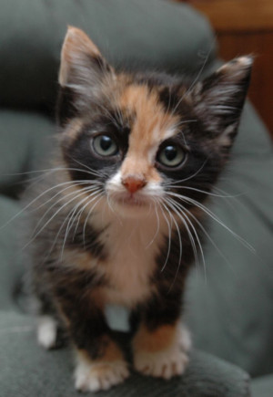 Calico Cutie, Colors Kittens, Cat, Animal Pictures, Adorable Kittens ...