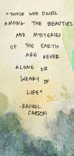 ... Words Art, Quotes Sayings, Rachel Carson, Favorite Quotes, Wise Words