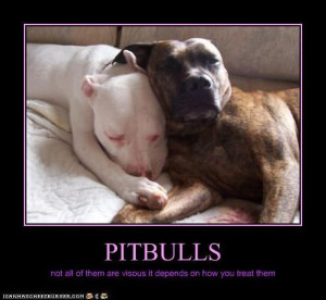 Funny Pitbull Pictures with Captions | Recaption See All Captions