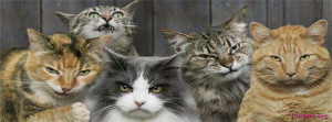 Scary-Cats-Facebook-Cover-Photo