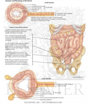 Small Intestine Anatomy and Physiology