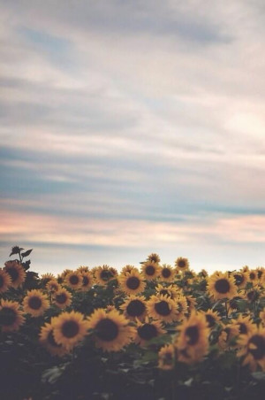 Sunflowers & sunsets.