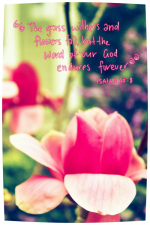 Ironically, soon after this photo was taken, the very same magnolia ...