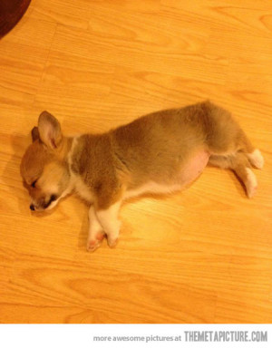 Funny photos funny Corgi dog sleeping cute puppy