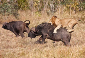 Male lion and buffalo in the wild - Male lion hunting ; Credit ...