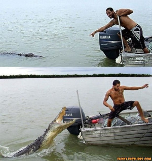 funny alligator attack