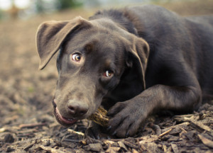 seven-more-great-quotes-about-dogs?max_width=600&max_height=400&q=70