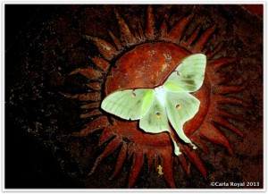... new years resolution luna moth hummingbird wisdom pema chodron quote