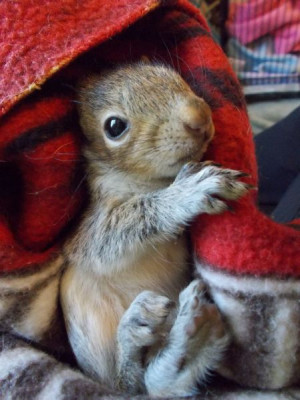 PUBLISHED by catsmob.com