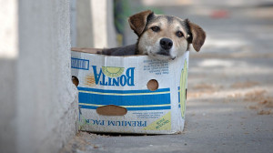 street dog sits in a cardboard box in Bucharest, Romania, May 17 ...