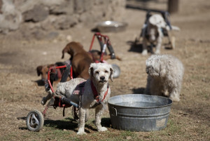 Abused and abandoned dogs find sanctuary at Mexico shelter