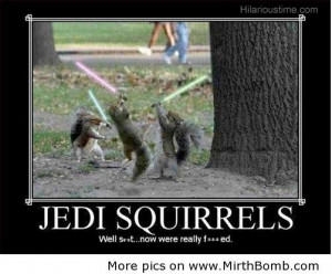 Jedi funny squirrels