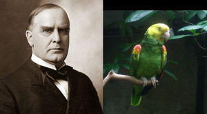 William McKinley by Courtney Art Studio, 1896 ( source ) & a yellow ...