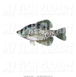 Fish Clipart New Stock