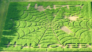 Hollw Road, two-acre corn maze or try your luck at 10-acre corn maze ...