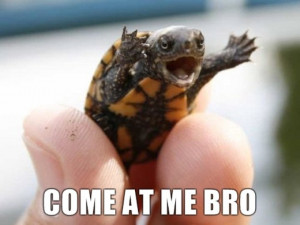 come at me turtle