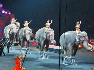 circus-conglomerate-scores-a-major-settlement-in-animal-abuse-case.jpg