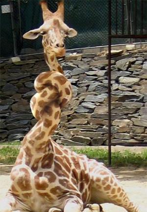 Funny Picture - Giraffe Sore Throat
