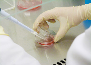 first ever stem cells created by cloning human embryos