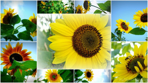 Helen Keller Sunflower Quote A poem to a sunflower