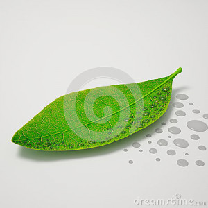 water-drop-leaf-single-green-drops-formed-one-side-white-background ...