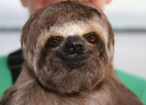 Three-toed sloth