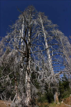 Trees Lake Tahoe The Other