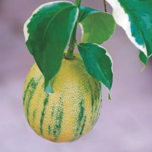 Citrus Fruits Pruners