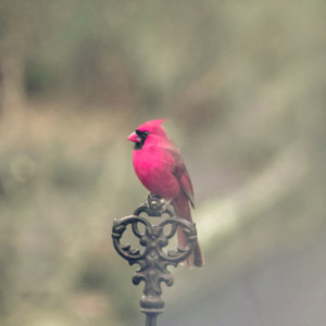 RED CARDINAL BIRD Fine Art Photography Male Cardinal Print Vibrant Red ...