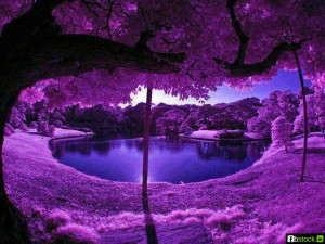 nice Purple Color Tree