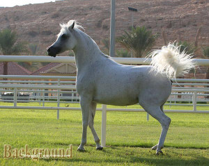 rumor of war philip caputo quotes