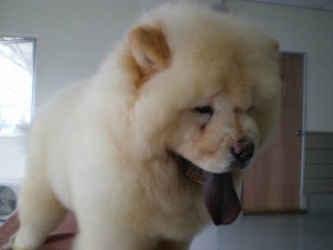 White Chow Puppies For Sale