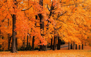 fall desktop background