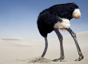 ostrich puts its head in the sand