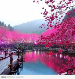 Cherry Blossom Lake â Sakura, Japan